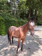 Merrie te koop, Dieren en Toebehoren, Merrie, Minder dan 160 cm, 3 tot 6 jaar