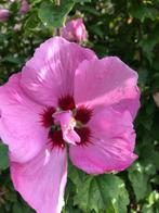 Hibiscus, Jardin & Terrasse, Plantes | Jardin, Enlèvement