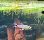 Paraguay tetra school van 11 per stuk, Vis, Zoetwatervis