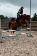 Super brave allround pony te koop, Dieren en Toebehoren, Pony's, Merrie, L, 11 jaar of ouder, Recreatiepony