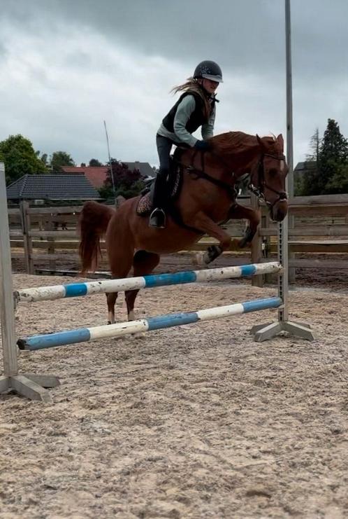 Super brave allround pony te koop, Dieren en Toebehoren, Pony's, Merrie, L, D pony (1.37m tot 1.48m), Recreatiepony, 11 jaar of ouder
