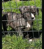 ️ American Bully Puppy ️, Animaux & Accessoires, Chiens | Bouledogues, Pinschers & Molossoïdes, Plusieurs, Belgique, 8 à 15 semaines