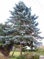 Kerstboom ca 10m, Ophalen, Nieuw