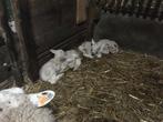 3 papfles lammetjes ( 3 ooien voor 70 euro ), Animaux & Accessoires, Moutons, Chèvres & Cochons, Femelle, Mouton, 0 à 2 ans