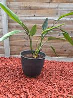 strelitzia regina, Tuin en Terras, Ophalen
