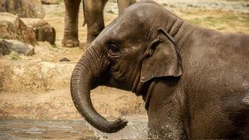 Tickets voor ZOO Planckendael beschikbaar voor biedingen