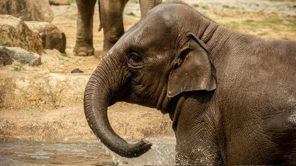 Tickets voor ZOO Planckendael, Tickets en Kaartjes, Recreatie | Dierentuinen