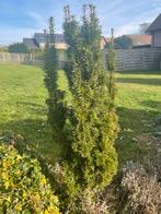 Taxus, Tuin en Terras, Planten | Bomen, Ophalen
