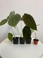 4 alocasias voor 10€, Ophalen