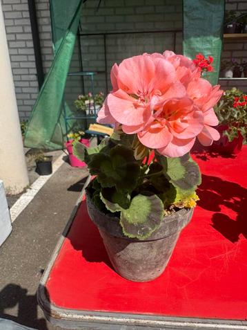 Zeer mooie geraniums, Ophalen of Verzenden