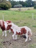 Mooi vosbonte shetlander hengstveulen + Welsh hengstveulen., Dieren en Toebehoren, Pony's, Hengst, 0 tot 2 jaar