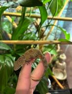 Kameleon gekko / Eurydactylodes agricolae + exo terra, Dieren en Toebehoren, Reptielen en Amfibieën