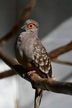 Koppel brillduifjes, Dieren en Toebehoren