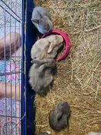 Jonge konijntjes, Dieren en Toebehoren, Konijnen