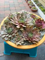 prachtige schaal met Sempervivum, Tuin en Terras, Ophalen