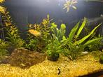 aquarium planten