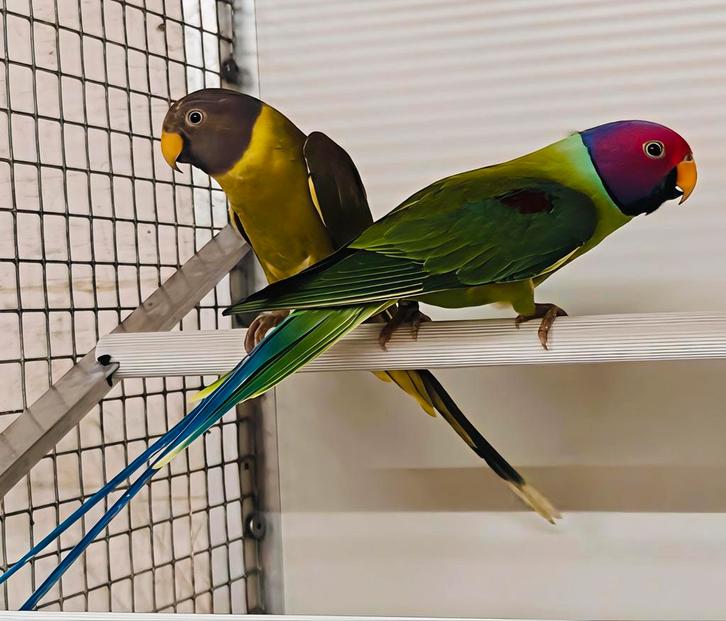 Pruimkopparkieten koppel, Dieren en Toebehoren, Vogels | Parkieten en Papegaaien, Parkiet, Meerdere dieren, Geringd