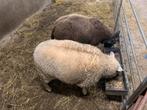 Schaap ram en ooi, Dieren en Toebehoren, Schaap