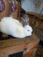 rammelaar, californier; californian, konijn