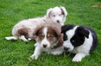 australian shepherd pups geboren op boerderij, Dieren en Toebehoren, CDV (hondenziekte), Particulier, Meerdere, 8 tot 15 weken