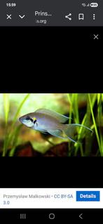 Prinses van burundi 4 en 5 cm locatie maastricht, Dieren en Toebehoren, Vissen | Aquariumvissen