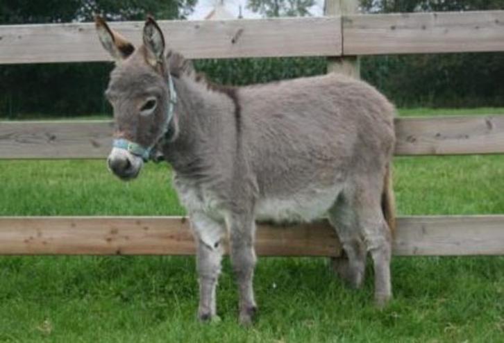 Mini ezel gezocht, Dieren en Toebehoren, Paarden, Meerdere dieren