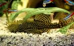 Ancistrus borstelneus plakvis
