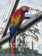 Geelvleugel ara man EK '25, Dieren en Toebehoren, Vogels | Parkieten en Papegaaien, Mannelijk, Papegaai, Geringd