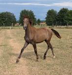 Ultra chique jaarling, Dieren en Toebehoren, Paarden, Springpaard, Gechipt, Niet van toepassing, 0 tot 2 jaar