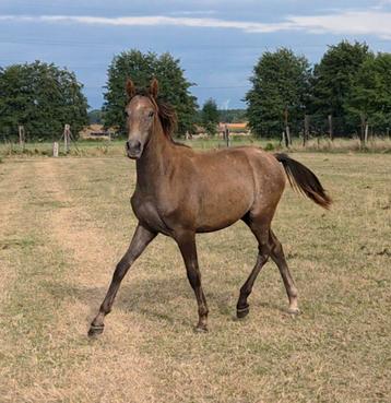 Ultra chique jaarling beschikbaar voor biedingen