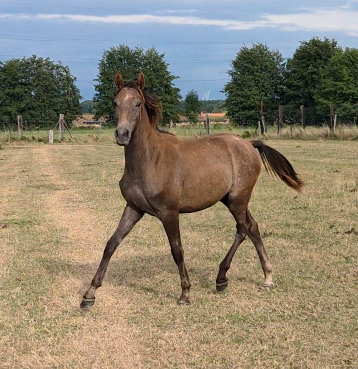 Ultra chique jaarling, Dieren en Toebehoren, Paarden, Hengst, Niet van toepassing, 0 tot 2 jaar, Springpaard, Met stamboom, Gechipt