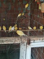 A vendre Agate jaune, blanche, orange et jaune des Canaries, Animaux & Accessoires, Oiseaux | Canaris