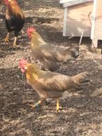 Broedeieren leghorn goudpatrijs, Dieren en Toebehoren, Pluimvee, Geslacht onbekend, Kip