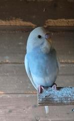 2 jonge grasparkieten september 2025, Dieren en Toebehoren, Vogels | Parkieten en Papegaaien