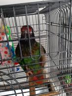 Lori Flamecher femelle apprivoiser 2025 papier, non négociab, Animaux & Accessoires, Oiseaux | Perruches & Perroquets, Femelle