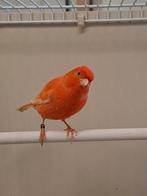 rode kanarie, Dieren en Toebehoren, Vogels | Kanaries, Mannelijk, Kleurkanarie