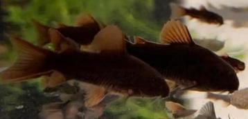 Black Venezuela Corydora beschikbaar voor biedingen