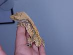 1.0 high white Tangerine wimpergekko man, Dieren en Toebehoren, Reptielen en Amfibieën, Hagedis, Tam, 0 tot 2 jaar