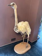 Taxidermie opgezette Nandoe, Verzamelen, Dierenverzamelingen, Ophalen, Zo goed als nieuw, Overige soorten, Opgezet dier