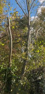 Gratis brandhout, bomen zelf af te zagen, Tuin en Terras, Brandhout, Ophalen