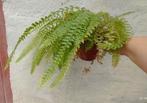 Krulvaren Nephrolepis, Ophalen of Verzenden