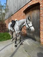 Allround paard te koop, Dieren en Toebehoren, Paarden, B, 7 tot 10 jaar, 160 tot 165 cm, Recreatiepaard