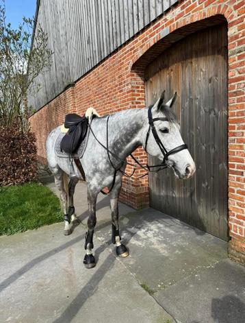 Allround paard te koop beschikbaar voor biedingen