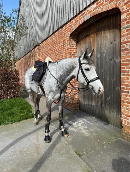Allround paard te koop, Dieren en Toebehoren, Paarden, Merrie, B, 160 tot 165 cm, 7 tot 10 jaar, Recreatiepaard, Gechipt, Ontwormd