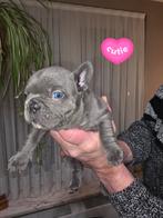 Prachtige Franse Bulldogs! Blue tan!, Dieren en Toebehoren, België, Particulier, CDV (hondenziekte), 8 tot 15 weken