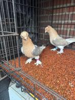 Super kuveyt, Dieren en Toebehoren