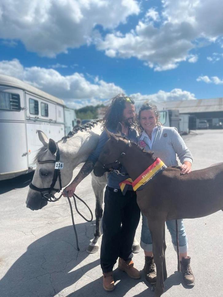 Ultra chique kampioens hengst, Animaux & Accessoires, Chevaux, Étalon, Non dressé, 0 à 2 ans, Cheval de saut, Avec pedigree, Avec puce électronique