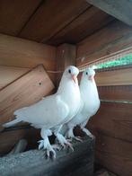 Takla duif wit, Dieren en Toebehoren
