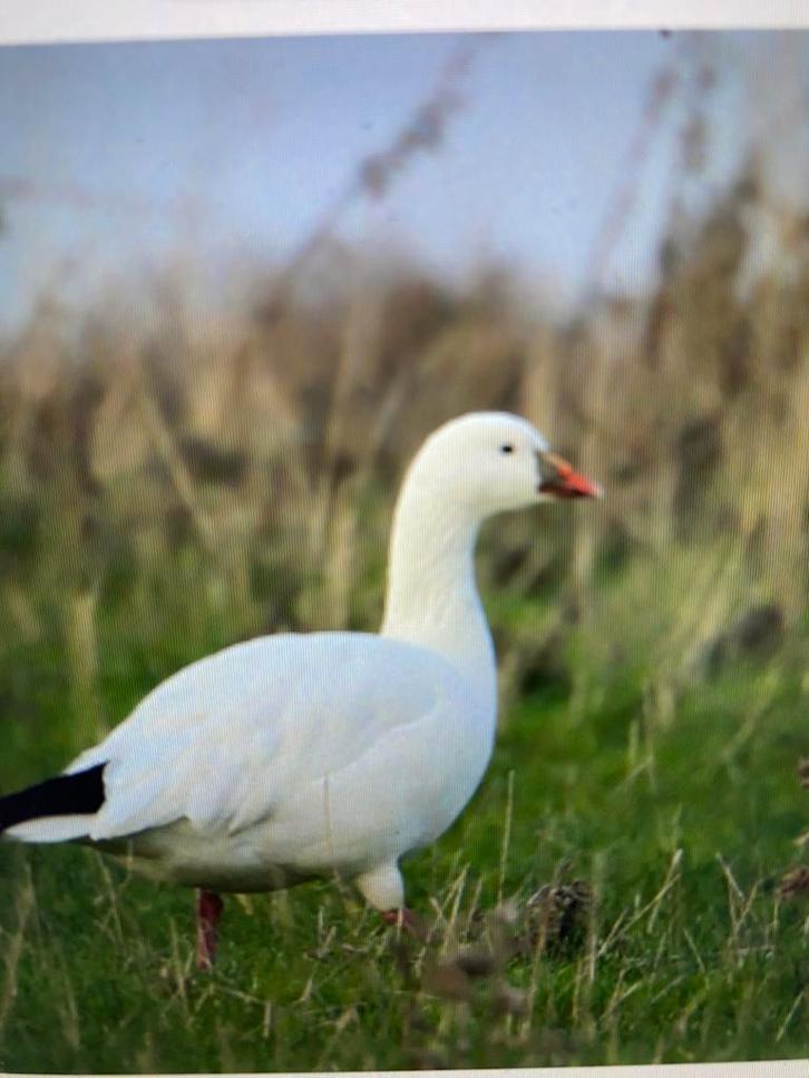 Rossgans HEN gevraagd, Dieren en Toebehoren, Pluimvee, Gans of Zwaan, Vrouwelijk