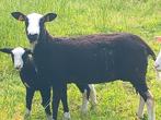 Jonge ooi met ramlam, Animaux & Accessoires, Moutons, Chèvres & Cochons